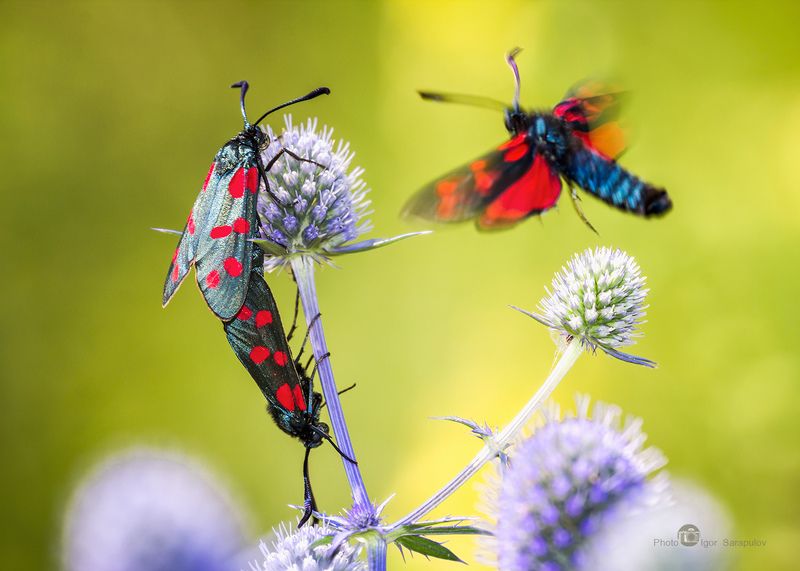 бабочки, пестрянка таволговая, zygaena filipendulae, макрофото охота, цветение,  пятна,   синеголовник, размножение, природа, пестрянка,  насекомые, макро, крылья, вкус, вид, спаривание,  белгородская область, акробатика, zygaena, eryngium planum Третий лишнийphoto preview