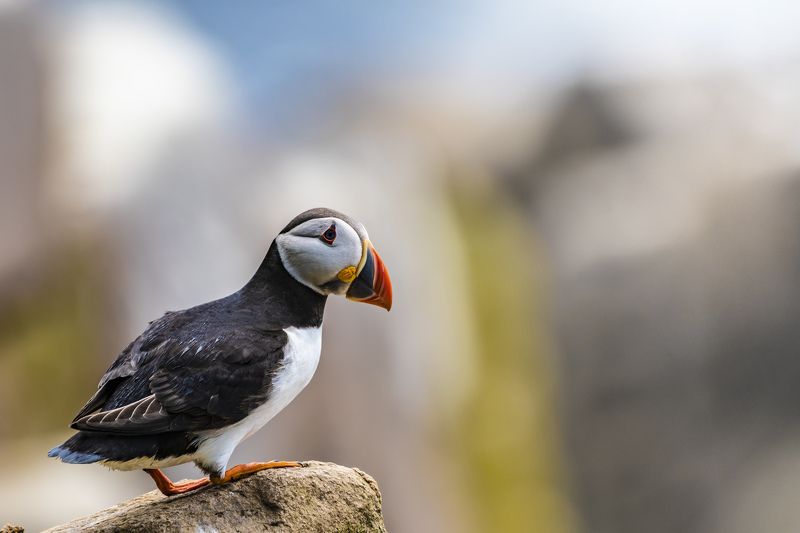 puffin, auk, birds, nature, animals, wildlife, colours, summer, rock, wings, flight, nikon, ireland, Puffin (Тупик). On the Rockphoto preview