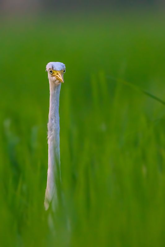 Wildlife, Animal, Birds Hide & Seekphoto preview