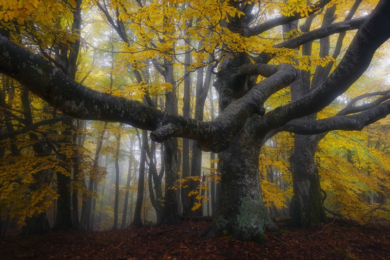 Embracephoto preview