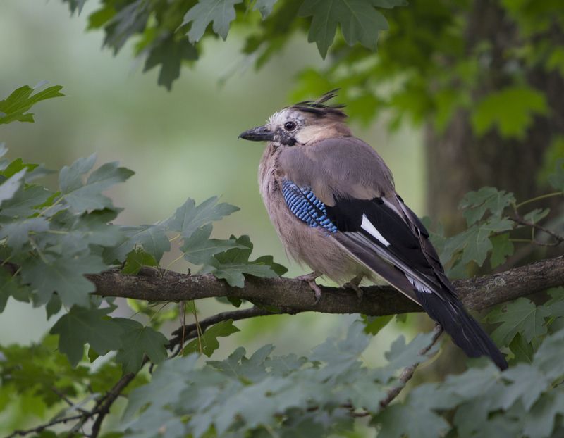 Сойкаphoto preview