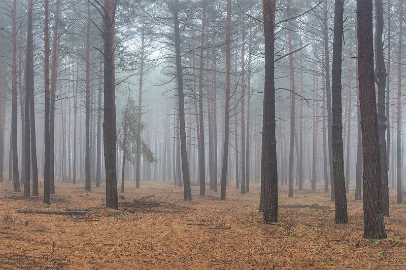 осень, лес, ноябрь, заповедник photo preview