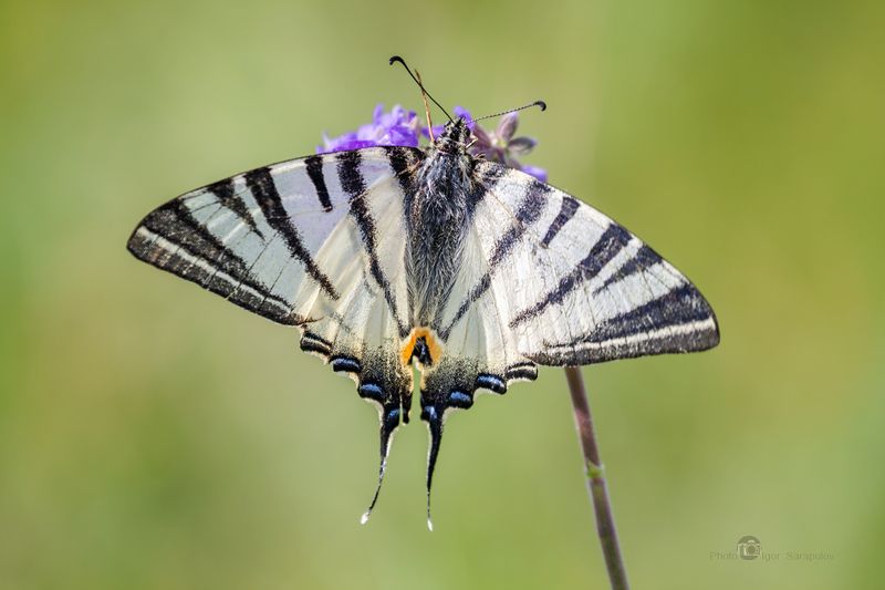 iphiclides podalirius, подарилий, парусник подарилий, махаон, макроохота, макрофото охота, макро, природа,  полоски, зебра, бабочка, белгородская область,  macro, butterfly,  wings,  nature, макросъемка, съёмка насекомых Бабочка парусник подалирийphoto preview