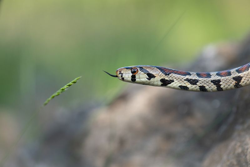 Леопардовы полоз (Zamenis situla)photo preview