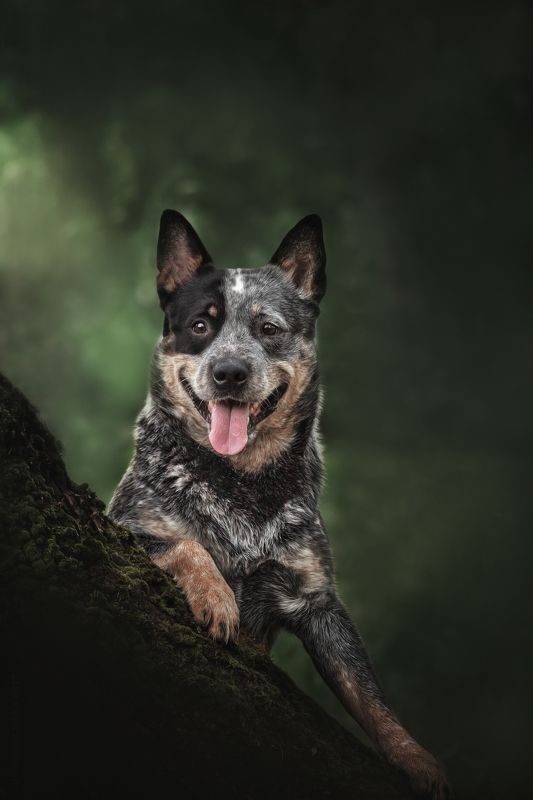 Австралийский хилерphoto preview