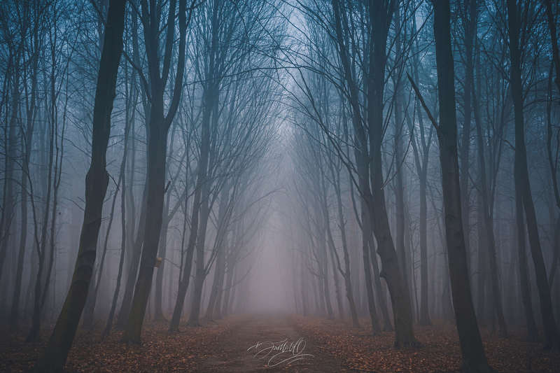 туман, лес, деревья, волшебство, осень, холод, зима, пейзаж, день, вечер Сонная лощина.photo preview