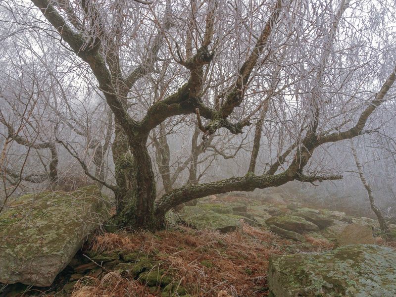 туман, кмв, развалка Туманный заморозок под г. Развалкойphoto preview