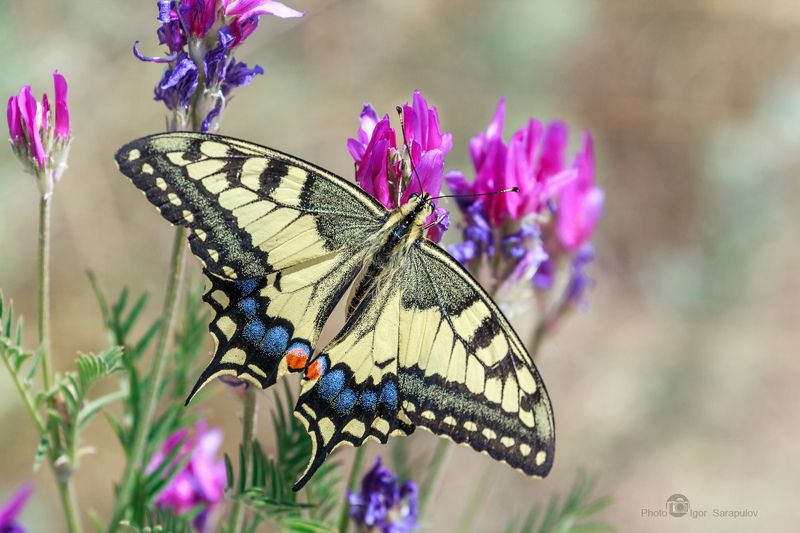 papilio machaon, махаон, парусник махаон,  макроохота, макрофото охота, макро, природа,  полоски, бабочка, краснодарский край,  macro, butterfly,  wings,  nature,  макросъемка, съёмка насекомых Бабочка махаонphoto preview