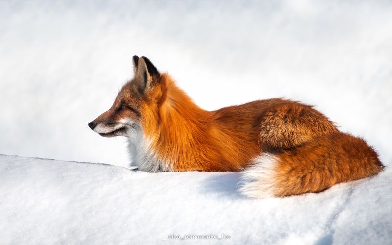 лиса, лисы, животные, снег, зима, animals, fox, foxes, animal, лис, red fox, forest, лес  фото превью