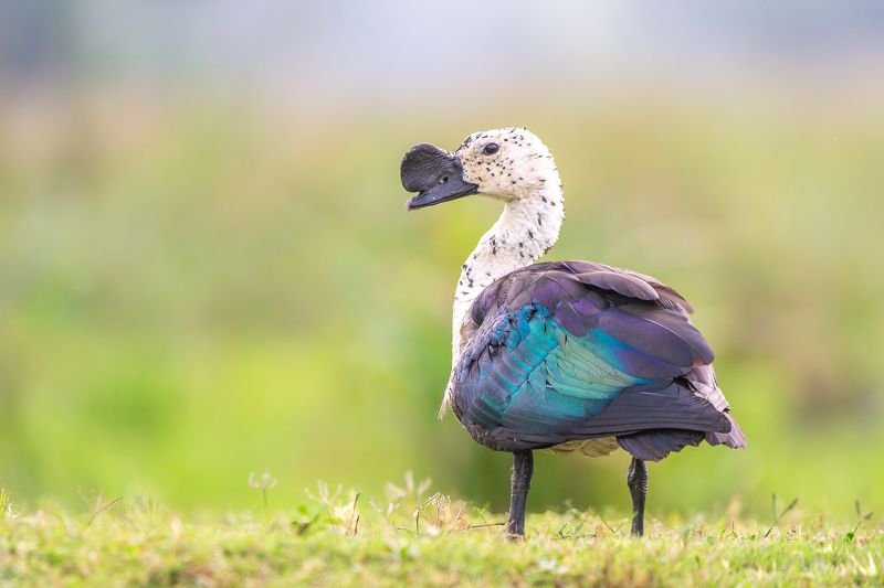 Animal, Wildlife, Birds Travelerphoto preview