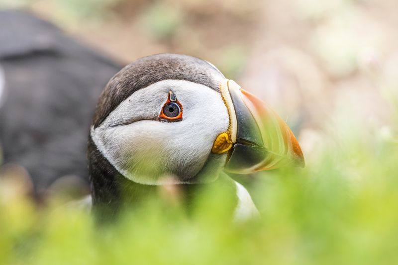 puffin, auk, bird, nature, animals, wildlife, colours, summer, grass,   nikon, ireland, дикиая природа, птицы, ирландия Puffin (Тупик). Do you see me?!photo preview