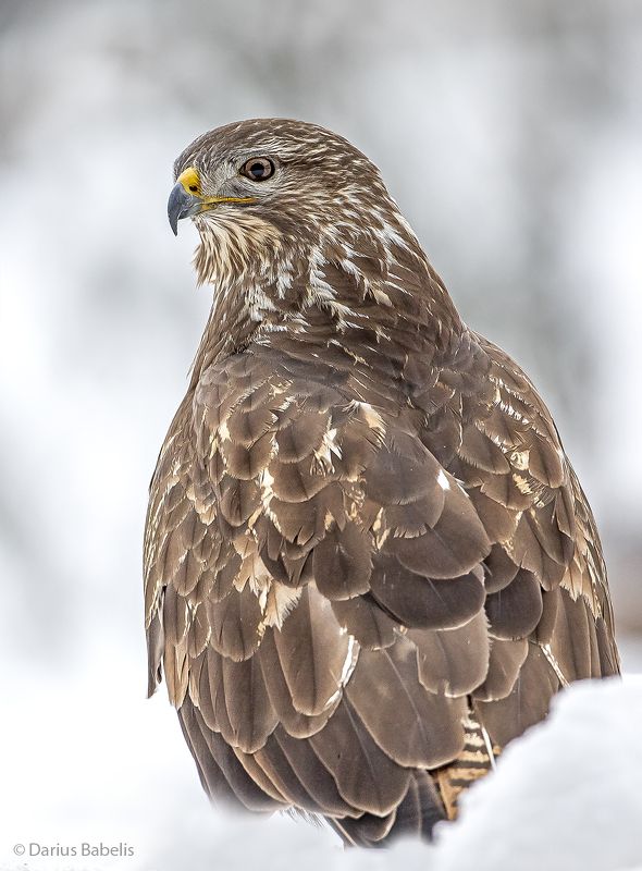 Канюкphoto preview