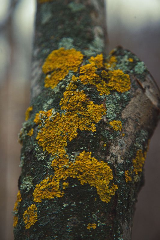 Осень, берёза Старая берёза фото превью