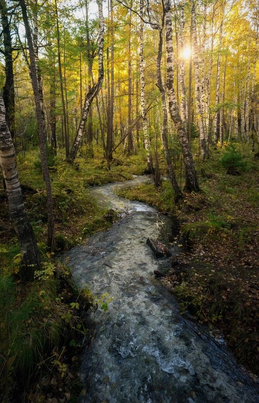 лес, ручей Ручейphoto preview