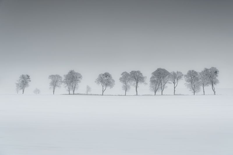 december, tree, winter, snow, field, landscape, white, gray, rime photo preview