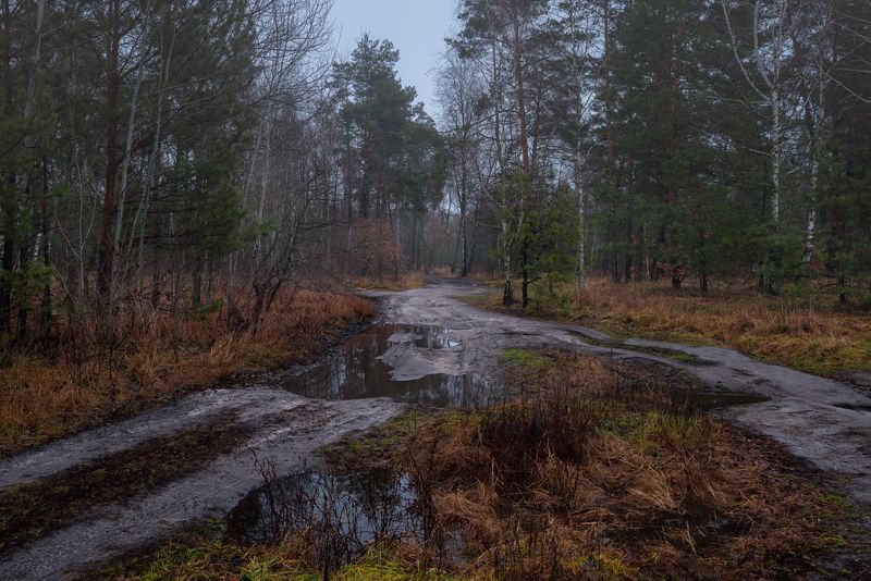 луг, зима, декабрь, сумерки, туман, лужи Не нарушая тишины, сырой декабрь бредет по лужамphoto preview