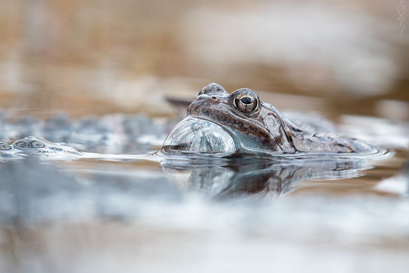 планета, весенний пейзаж, лягушка маленькая планета под охранойphoto preview