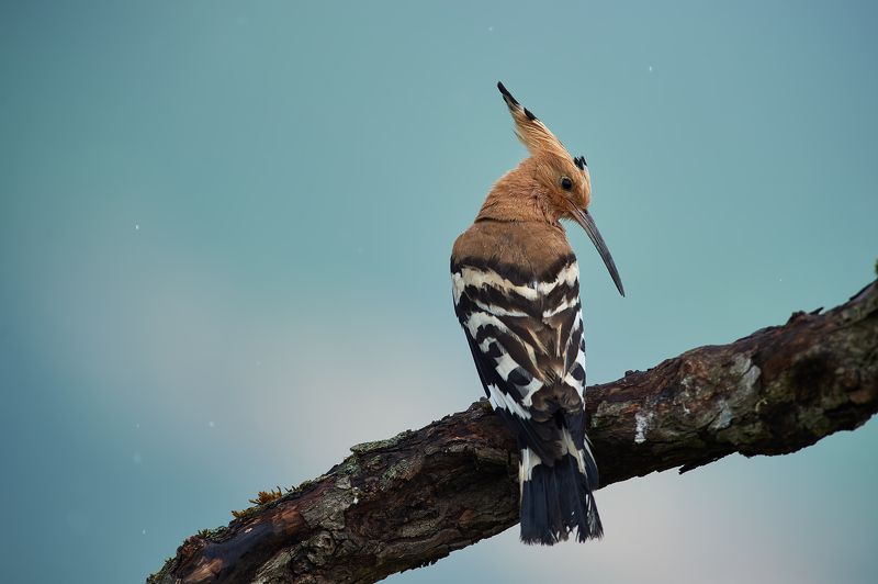 nature, wildlife, birds ***photo preview