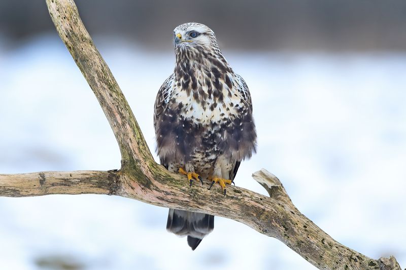 Канюк. фото превью