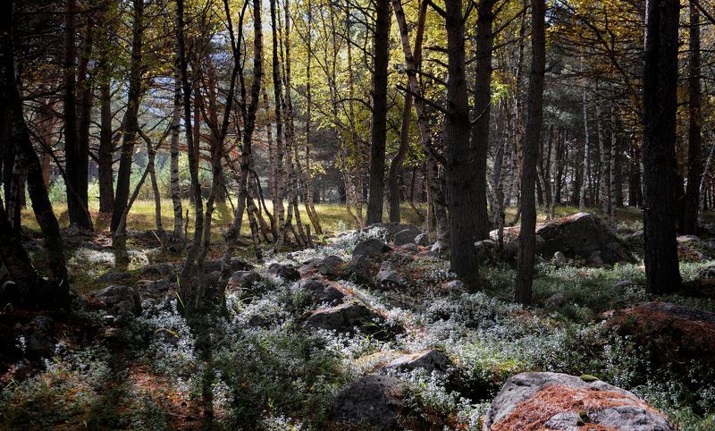 Сказочный лес ущелья Башиль-аузphoto preview