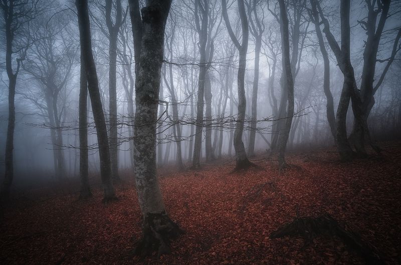 Буковый лесphoto preview