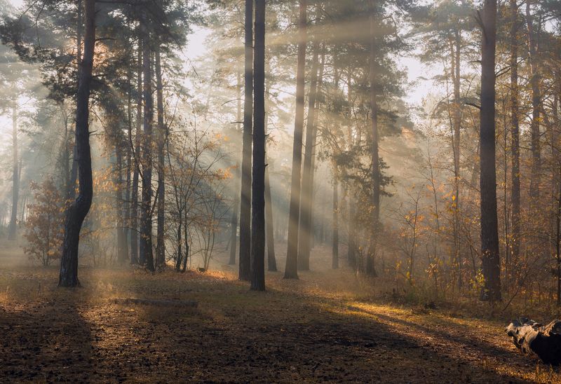 лес осень октябрь утро туман лучи Последний день октябряphoto preview