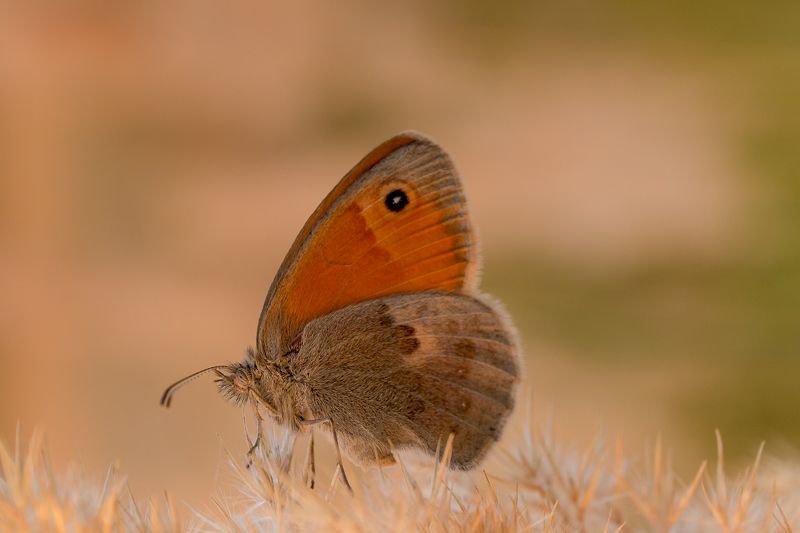воловий глаз, бархатница, бабочк, насекомые, insects, butterfly, meadow brown Бархатница волоокаяphoto preview