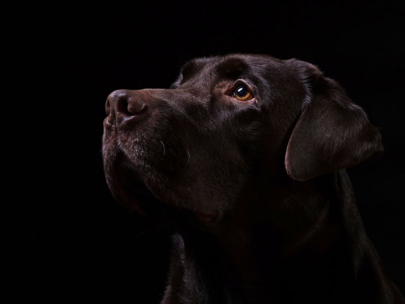 Chocolate handsomephoto preview