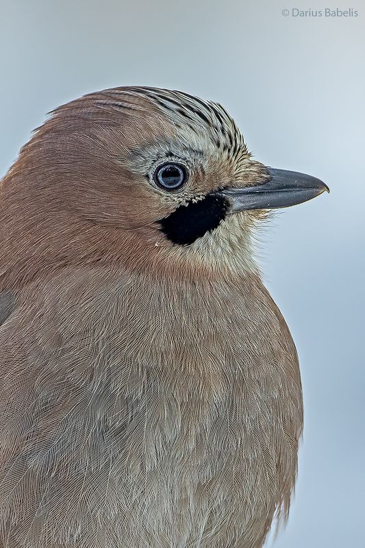 сойка photo preview