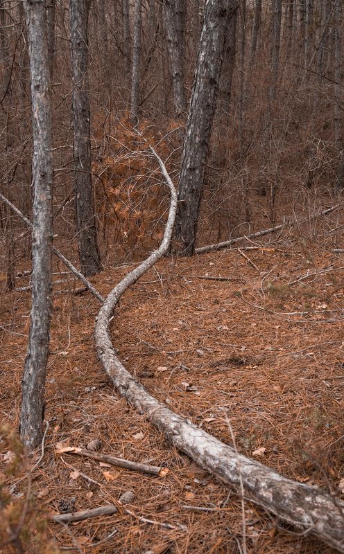 Бурый лесphoto preview