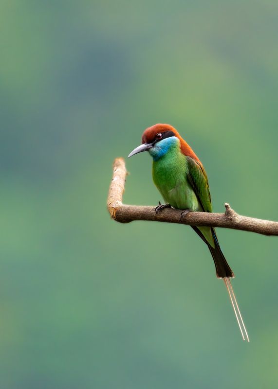 birds, animals, wildlife, bee-eater, птицы, цапля, пернатые, малайская щурка, пчелоед, Малайская щуркаphoto preview