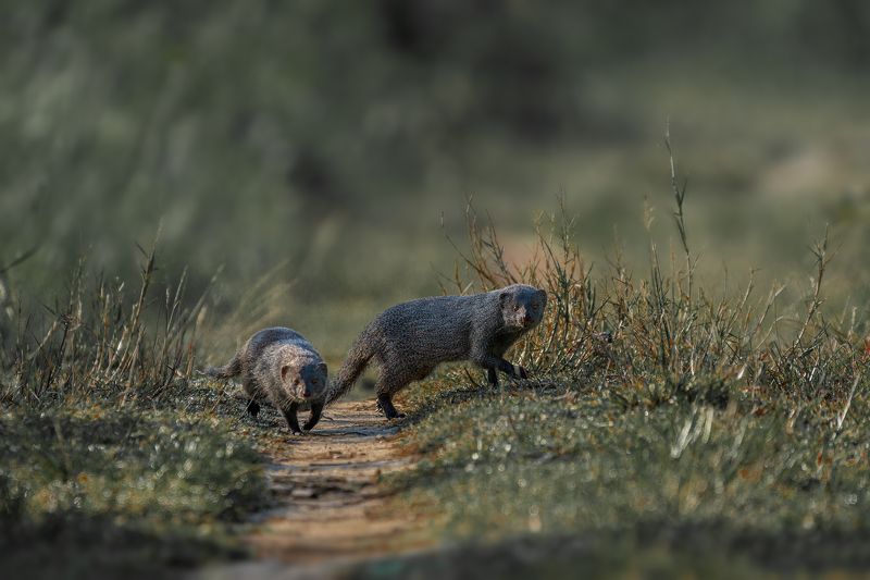 Honey, let\'s escapephoto preview