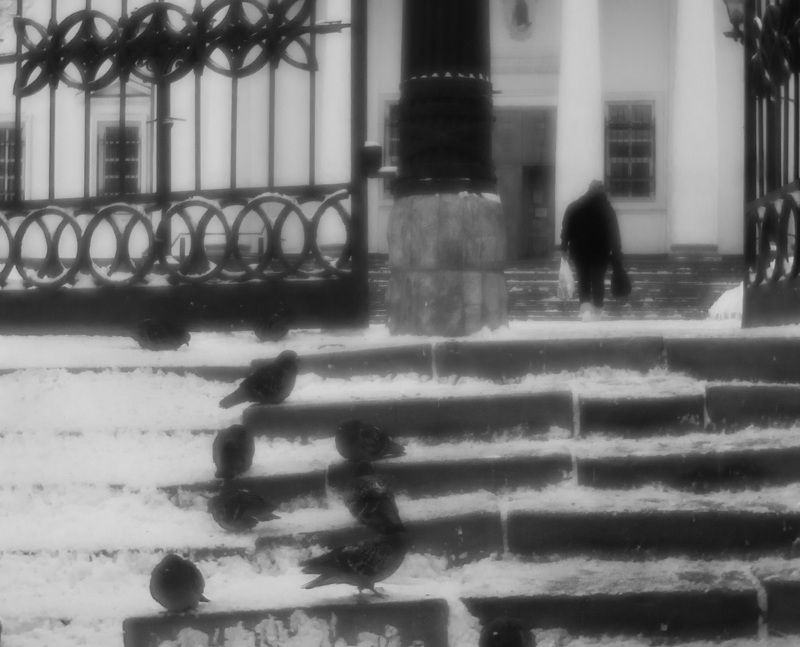 Голубиphoto preview