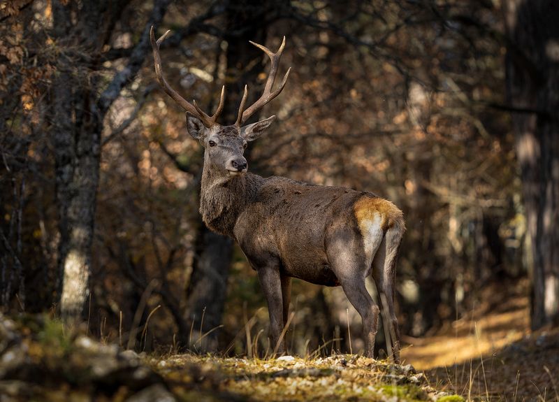 Благородный оленьphoto preview