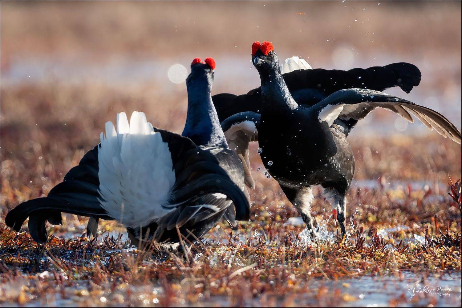 * * *. Автор: Lobanov Roman , Lobanov Roman
