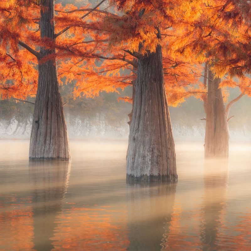 Кипарисовое озеро в Суккоphoto preview