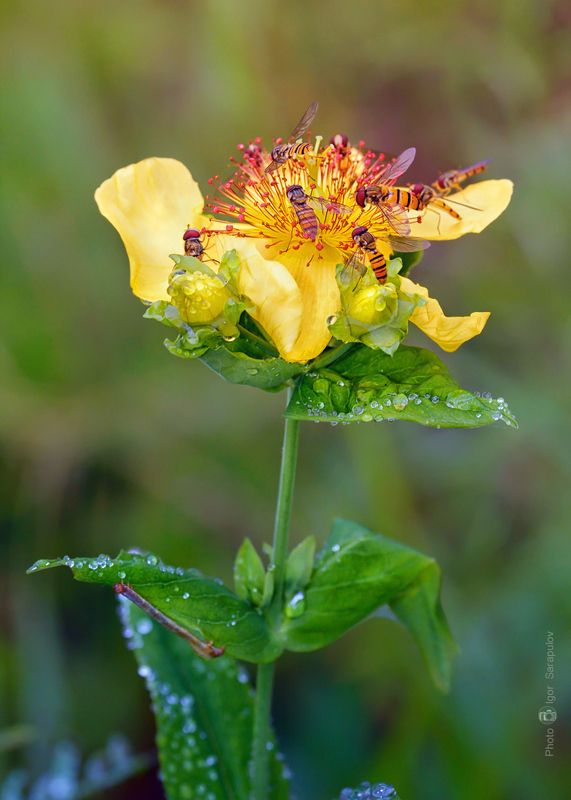 цветок, hypericum gebleri,  зверобой, зверобой геблера, журчалки, syrphidae, капли, роса,drops, dew,  макрофото охота, крупный план, макро, муха, мёд, нектар, nectar, побеги, приморский край, приморье, природа, дальний восток, съёмка насекомых, Зверобой Геблераphoto preview