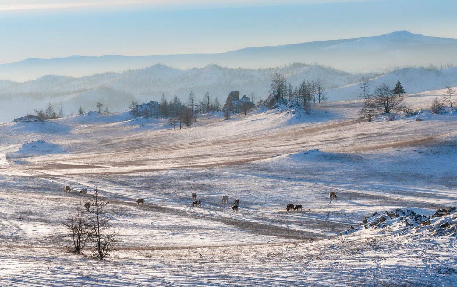 Тажераны. Автор: Алексей Трофимов , Алексей Трофимов