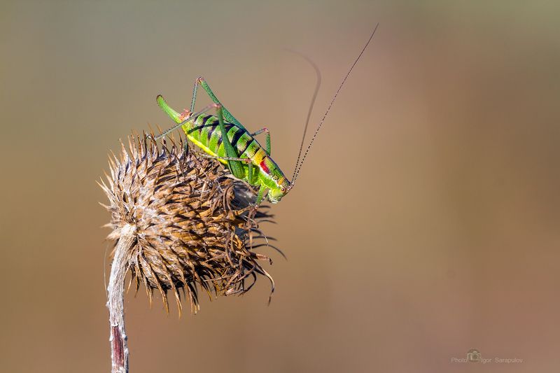 кузнечик, пластинохвост обыкновенный, leptophyes albovittata,  занимательный, зелёный, интересное, крупный план,  любопытный, обозрение, пластинохвост, природа, усы, макрофото охота, макромир, насекомое, съёмка насекомых,  краснодарский край , Пластинохвост обыкновенныйphoto preview