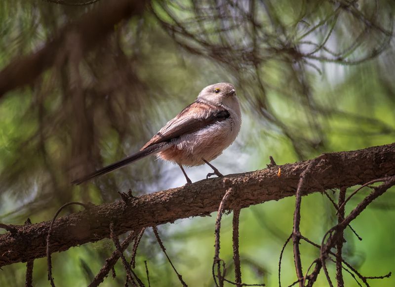 птица, ополовник, Ополовник..photo preview