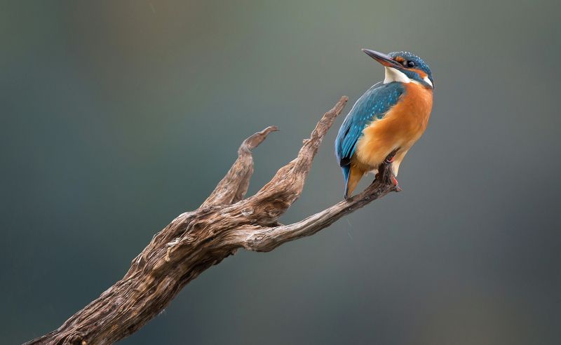 Alcedo atthisphoto preview