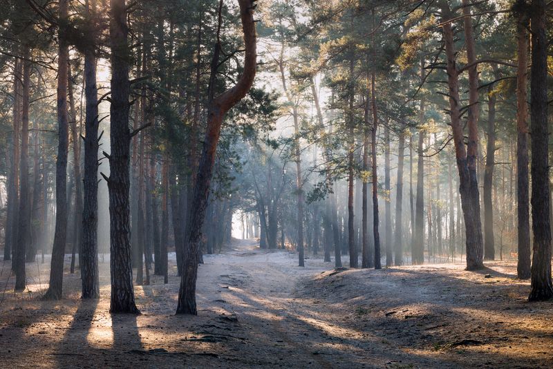 лес зима декабрь рассвет иней туман свет лучи Оттаявший декабрьphoto preview