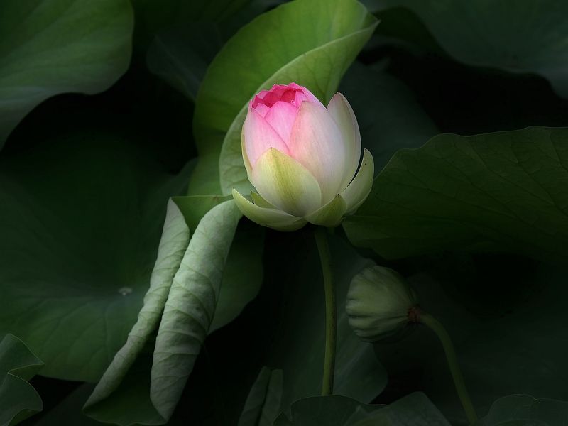 Июльское утроphoto preview