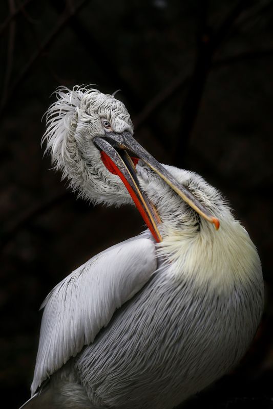 Кудрявый пеликанphoto preview