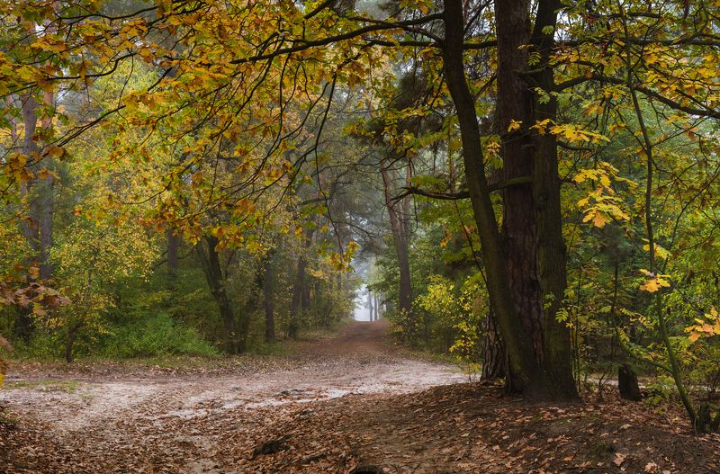 лес осень октябрь утро туман Желтеет октябрьский лесphoto preview