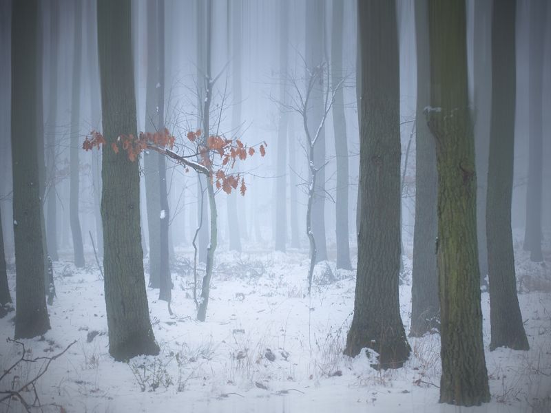 deep in the woods...photo preview