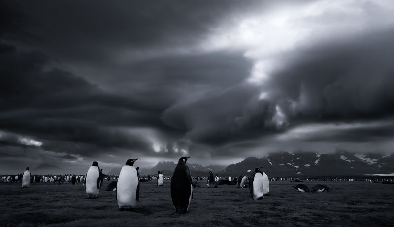 South Georgiaphoto preview