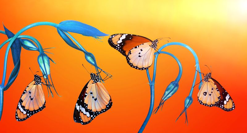 macro, butterfly, butterfly macro, nature, summer, flower, beautiful, insect, beauty, seasonal, moth, lepidoptera, arthropod, color, wing, spring, colorful, season, floral, wildlife, animal, monarch, wild, detail, bug, outdoor, fresh, outdoors, vibrant, c Famılyphoto preview