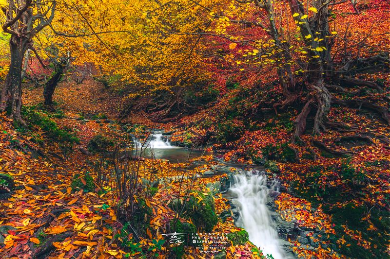 Autumn is a thousand colorsphoto preview