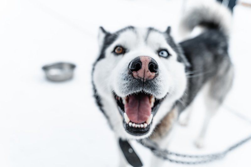winter; front; one; pretty; funny; eyes; puppy; haski; energy; black; domestic; background; breed; carnivore; pet; doggy; male; outdoors; canine; purebred; mammal; young; looking; wolf; nature; siberian husky; husky dog; dog; animal; snow; siberian; white sled dogs in the Murmansk regionphoto preview